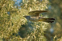 Kukacka obecna - Cuculus canorus - Common Cuckoo 1948